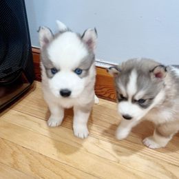 Siberian Husky Puppies from Ucanan Huskies