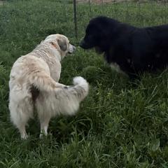 Ophelia - Karakachan