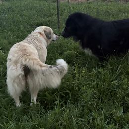 Ophelia - Karakachan