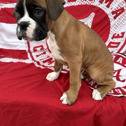Stella - Fawn female Boxer puppy in Altoona, Alabama from Smokin S Kennel