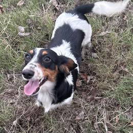 Poppy - Dachshund