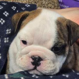 Sunday - Red and white male Bulldog puppy in Laurel, Montana from Bull Mountain Bulldogs