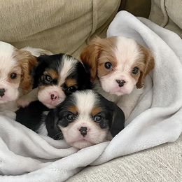 Cavalier King Charles Spaniel Puppies from CK Cavaliers