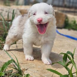 RIVER - Red merle male Australian Shepherd puppy in Silex, Missouri from Small Town Australian Shepherds