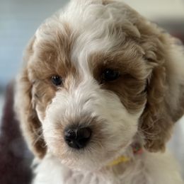 Girl 5 - Parti Goldendoodle puppy in Christiana, Tennessee from Rechlicz Family Doodles