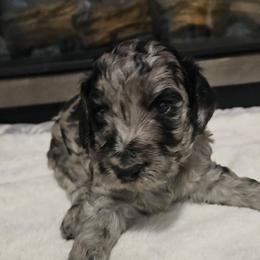 Lloyd - Merle male Goldendoodle puppy in Meridian, Idaho from Lucy's Golden Doodles