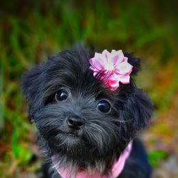 Companion Cross, Mal-Shi, Maltese, Maltipoo, Morkie, and Shih Tzu Puppies from Seeking Shalom Acres Maltese, Maltipoos & Havamalts