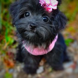 Companion Cross, Mal-Shi, Maltese, Maltipoo, Morkie, and Shih Tzu Puppies from Seeking Shalom Acres Maltese, Maltipoos & Havamalts