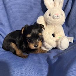 Ollie - Blue and gold male Yorkshire Terrier puppy in Bee Branch, Arkansas from Fox Ridge Kennels