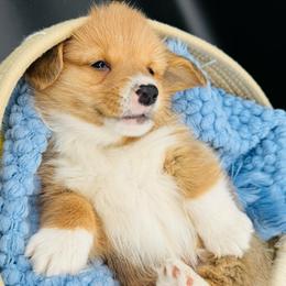 Male 2 - Red male Pembroke Welsh Corgi puppy in Hale, Michigan from All Hale Corgis