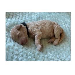 B2 (black) - Apricot male Goldendoodle puppy in Ankeny, Iowa from Iowadoodles2love