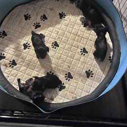 Yorkshire Terrier Puppies from Yorkietopia