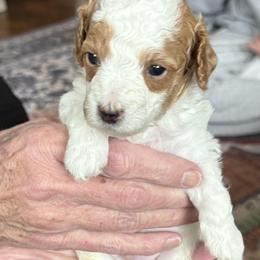 Poodle Puppies from Cedar Falls Toy Poodles
