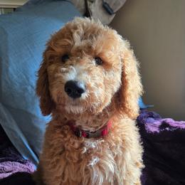 Monty - Red  male Goldendoodle puppy in Tyrone, Georgia from Whisper Wood Creek