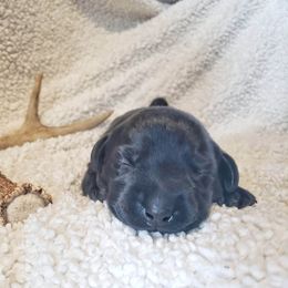 Boy 3 - Black Labrador Retriever puppy in Summit Point, West Virginia from Syrius Dog