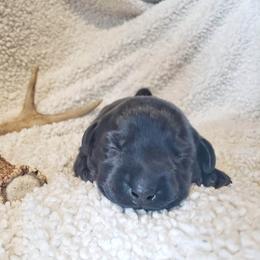 Boy 3 - Black Labrador Retriever puppy in Summit Point, West Virginia from Syrius Dog