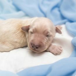 Spark - Cream male Goldendoodle puppy in Clifton, Arizona from Denim & Doodles