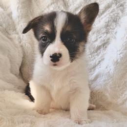 Winnie - Black and tan female Pembroke Welsh Corgi puppy in Northwood, Iowa from Sorrel Sands Corgis