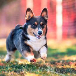 CLYDE - American Corgi