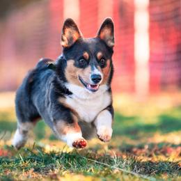 CLYDE - American Corgi