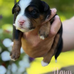 Navy - female Australian Mountain Doodle puppy in Henry, Illinois from Rowe Farms Doodles