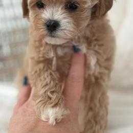 Pink collar reserved dockins family - Apricot female Maltipoo puppy in Fredericktown, Missouri from Doodle Pups Fur-Ever