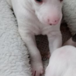 Whippets from Sandbar Whippets