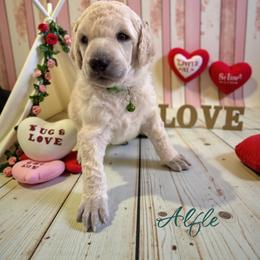 Alfie - Cream male Poodle puppy in Port Orange, Florida from Daytona’s Standard Poodles
