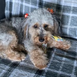 Willy - Aussiedoodle