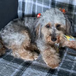 Willy - Aussiedoodle