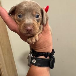 Milo - Fawn (isabella) and tan male Dachshund puppy in Corbin, Kentucky from Doxie Dapples