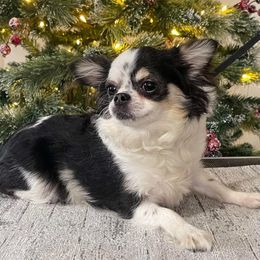 Puzzle - Chihuahua