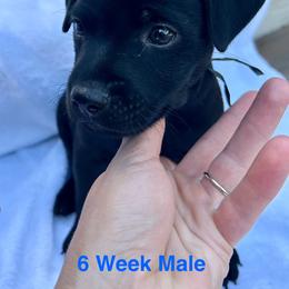 Patterdale Terrier Puppies from Patterdales For You!