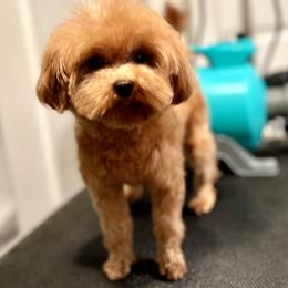 Chubie - Apricot male Maltipoo puppy in Hilo, Hawaii from Premium Teacup Puppy of Hawaii
