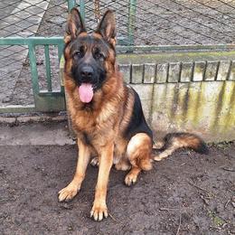 Hugo - German Shepherd