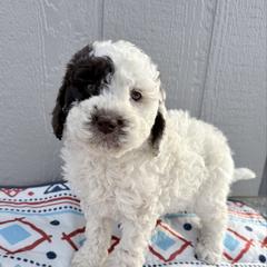 Girl 3 - female Newfypoo puppy in Bloomfield, Iowa from Schooley Doodles