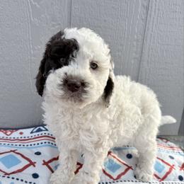 Girl 3 - female Newfypoo puppy in Bloomfield, Iowa from Schooley Doodles