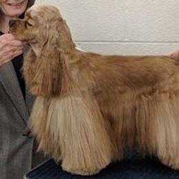 Elvis  - Cocker Spaniel