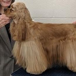 Elvis  - Cocker Spaniel