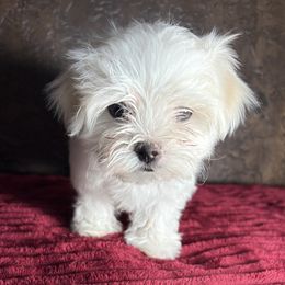 Maltese Puppies from Adorable Maltese Puppies