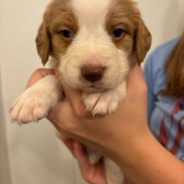 Male 1 - Liver and white male Brittany puppy in Rhoadesville, Virginia from HOMESCHOOLED BRITTANYS LLC