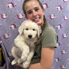 Karma (pink) - Maremma Sheepdog puppy from Prancing Pony Farm Maremma Sheepdogs