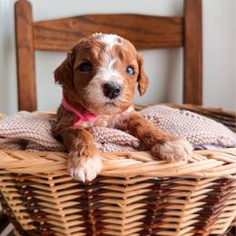 Birdie - Pink Collar girl - Red  female Goldendoodle puppy in Ruthorfordton, North Carolina from Duncan Doodles Goldendoodles