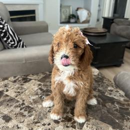 Fifi - Red  female Goldendoodle puppy in Mint Hill, North Carolina from DoodleForever