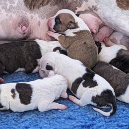 American Staffordshire Terrier Puppies from Buckeye Amstaffs