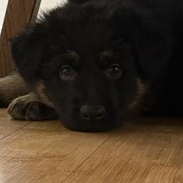 German Shepherd Puppies from Circle Oaks Shepherds