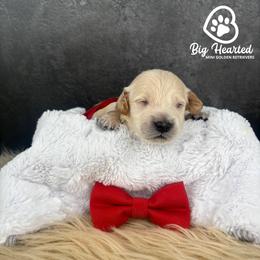 Tony - White male Companion Cross puppy in Utah County, Utah from Big Hearted Breeders