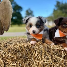 Cricket - Blue merle male Toy Australian Shepherd puppy in Puryear, Tennessee from A&W Toy Aussies