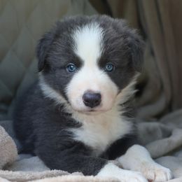 Chico - Slate Male - Slate male Border Collie puppy in Courtland, Alabama from C Bar C Ranch Border Collies