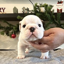 Alaska - White female Bulldog puppy in Ruther Glen, Virginia from De La Venturosa